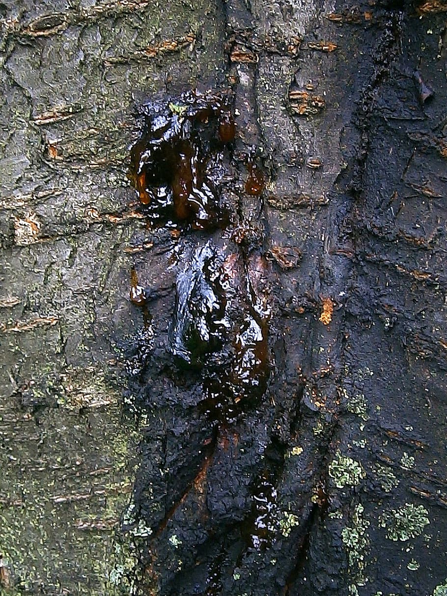 bitumen, lebendharzung, bernstein, resin discharge, tree, tree bark