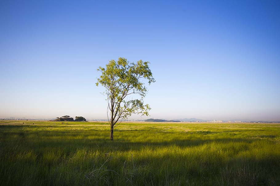 wood, dawn, field, landscape, environment, grass, plant, sky HD wallpaper