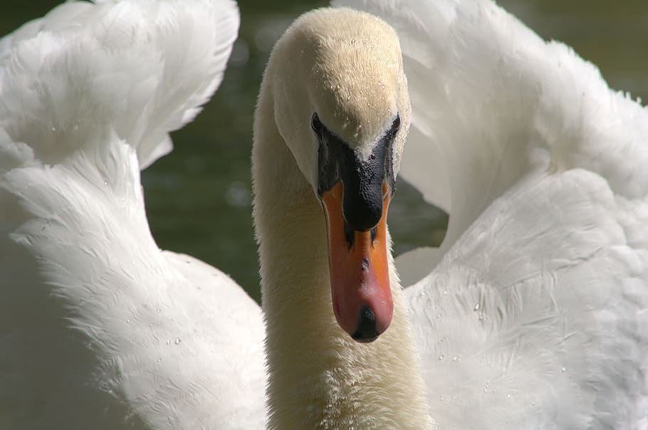 swan, white, bird, animals in the wild, animal wildlife, animal themes HD wallpaper
