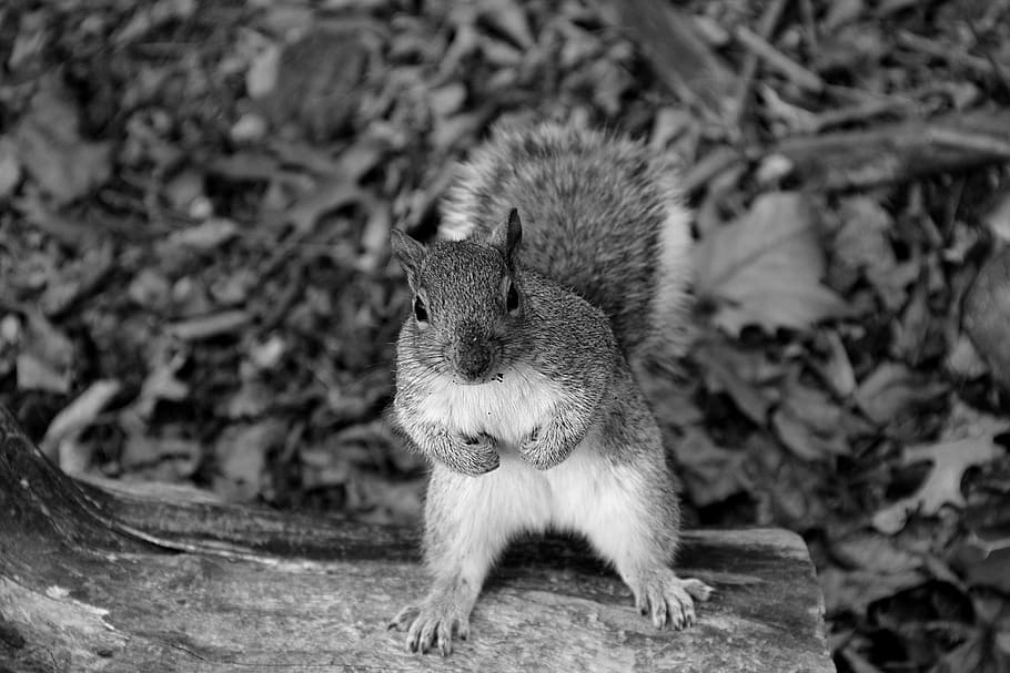 squirrel, animal, forest, nature, animal themes, one animal HD wallpaper