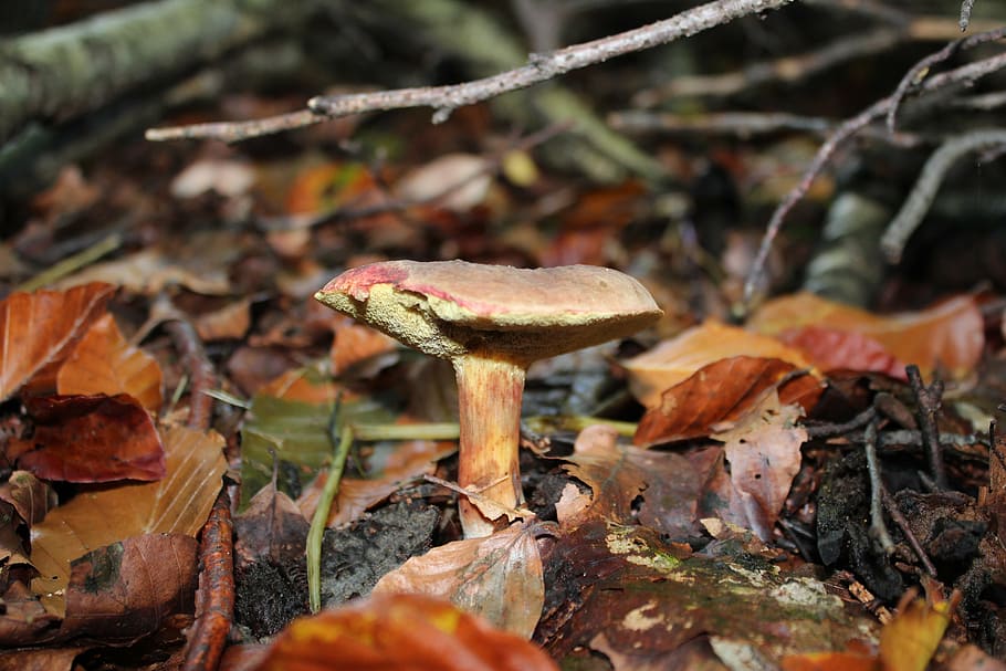 chestnut, cep, forest, mushroom, nature, autumn, fungus, vegetable HD wallpaper