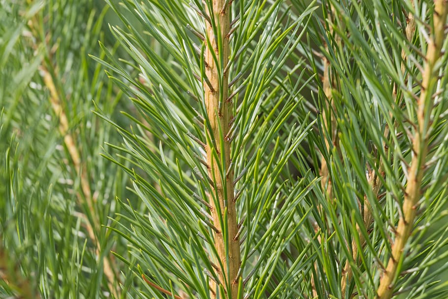nature, plant, tree, needle, pine, closeup, needles, green HD wallpaper