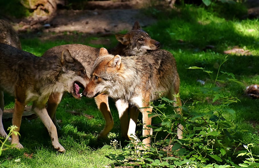 Wolves, Wild Animals, Forest, young animals, animal world, wildlife photography HD wallpaper