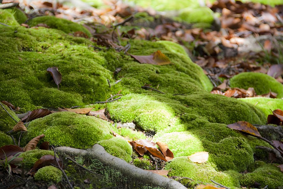 moss, green, forest, moss forest, autumn, green color, plant HD wallpaper