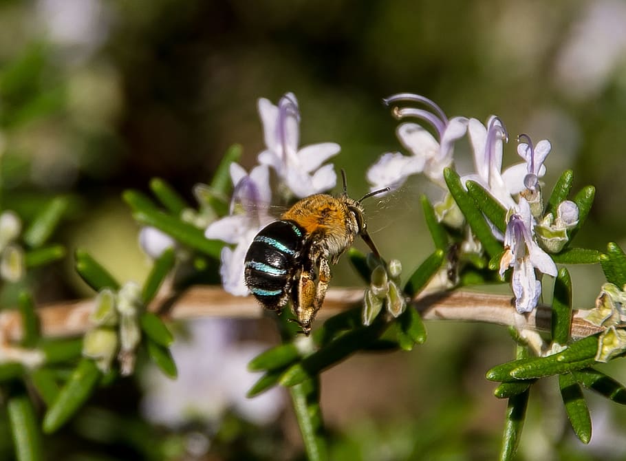 blue-banded bee, amegilla cingulata, insect, striped, honey, HD wallpaper