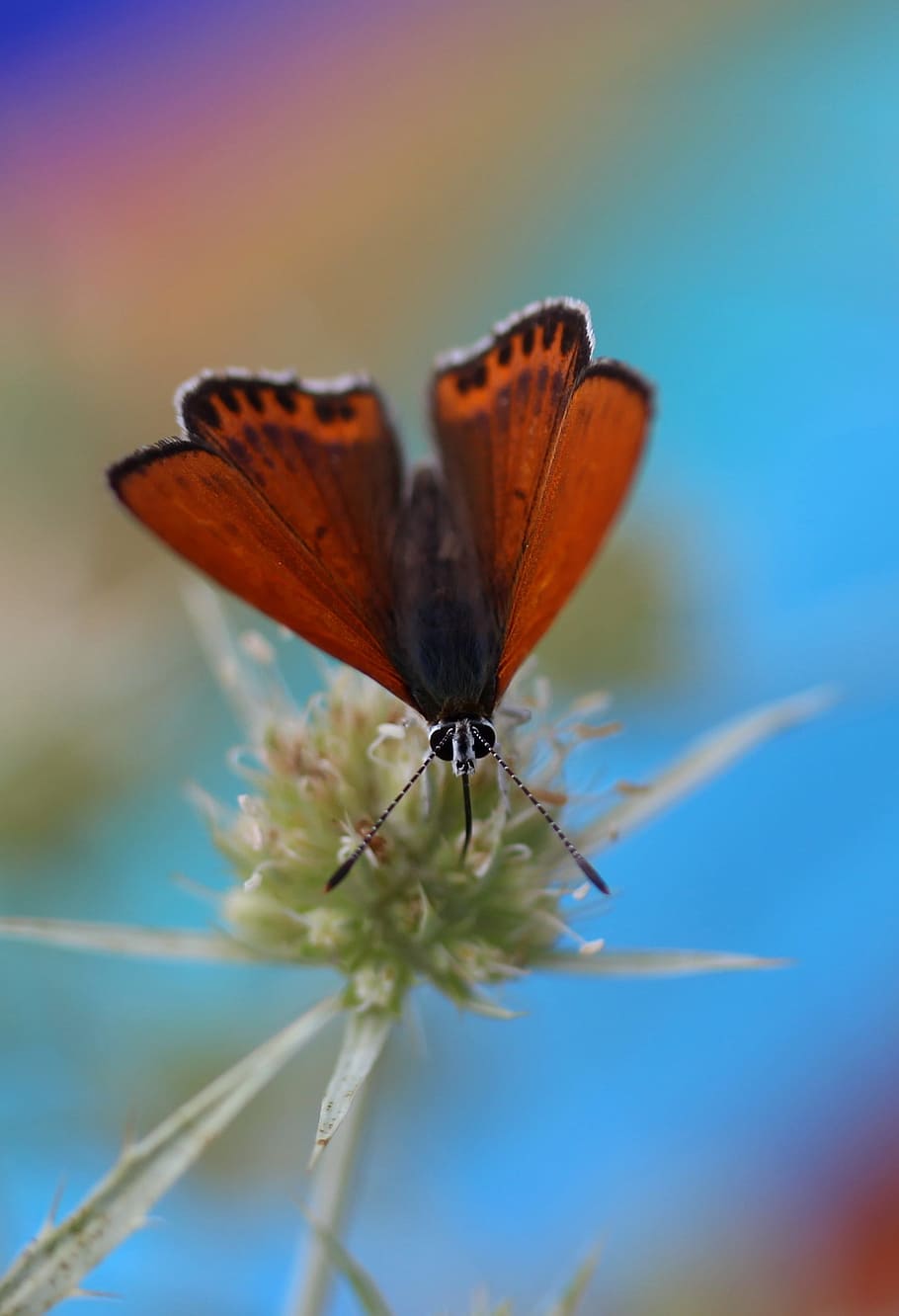 butterfly, red, wings, insecta, flower, coloring, invertebrate HD wallpaper