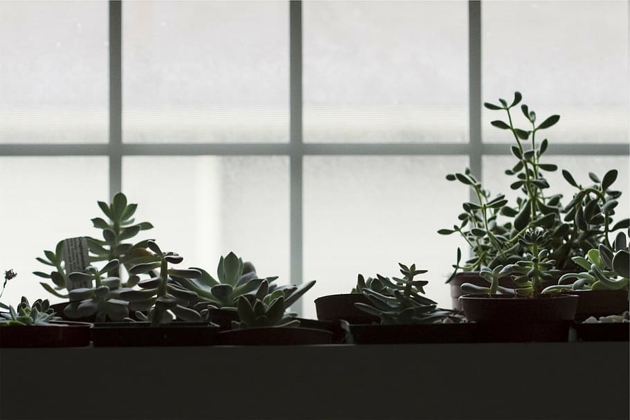 pots, plants, window, indoor, potted plants, flower pots, growth HD wallpaper