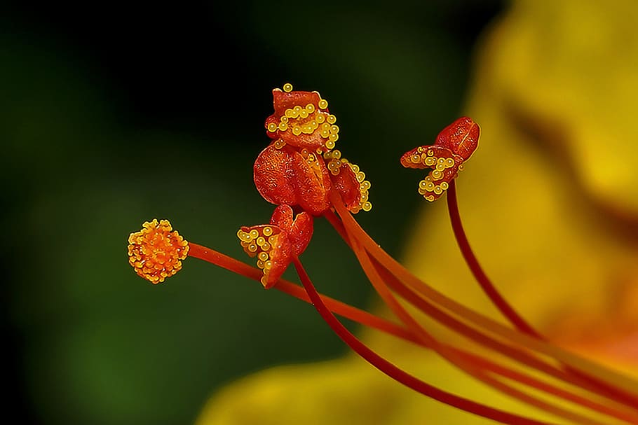 Seeds, Flower, Lowercase, Beautiful, nature, plant, growth HD wallpaper