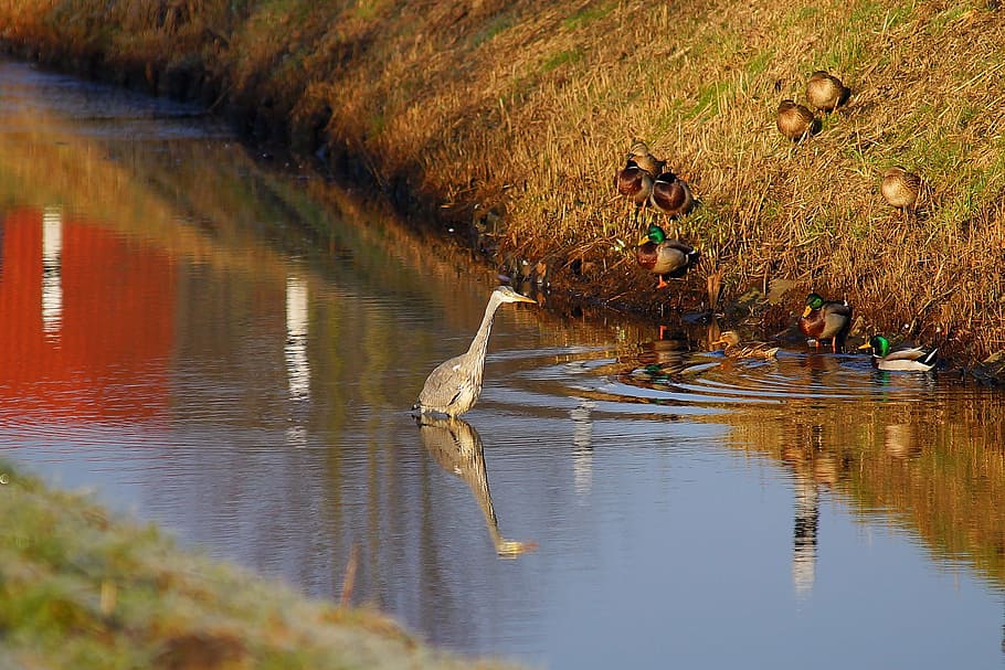 waters, nature, reflection, river, lake, heron, ducks, mood HD wallpaper
