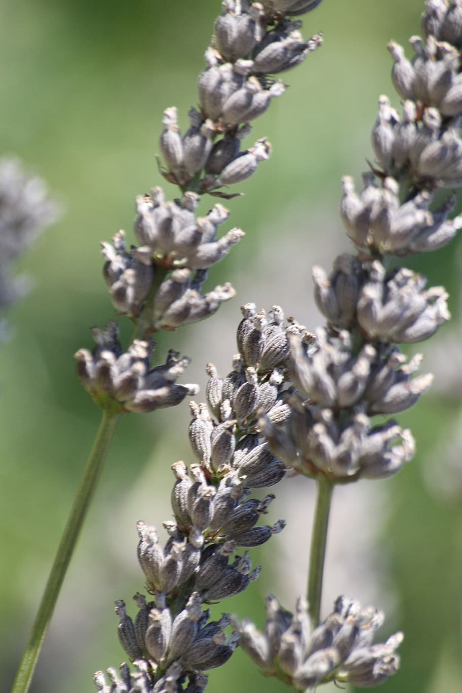lavender, flower, macro, flowers, plant, growth, flowering plant HD wallpaper