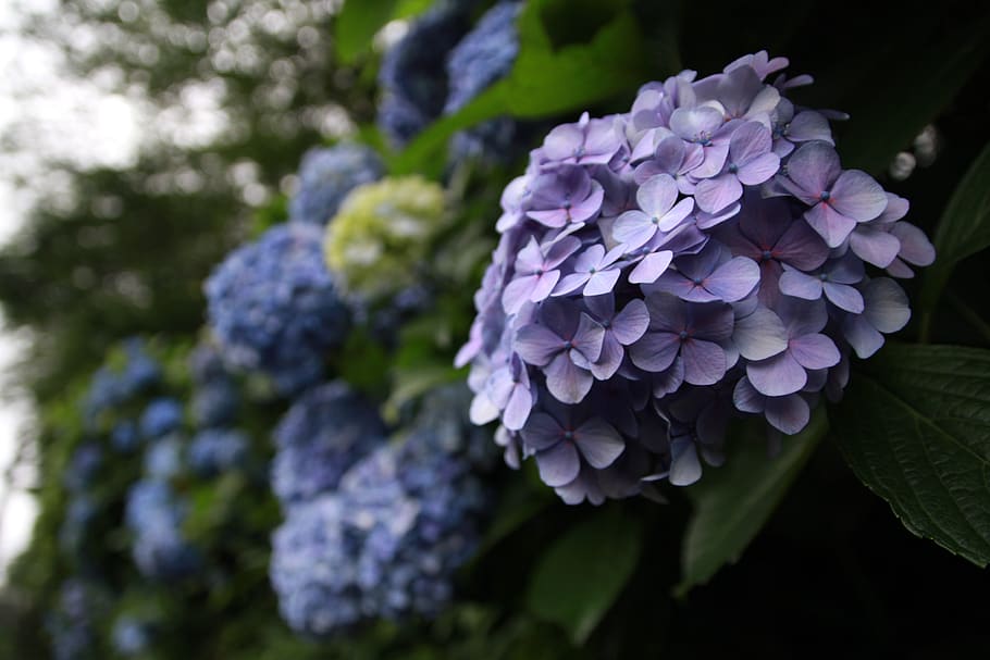 hydrangea, plant, flowers, flowering plant, fragility, beauty in nature HD wallpaper