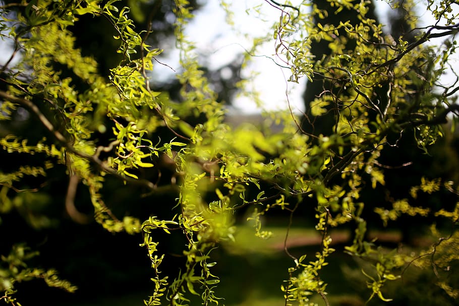 Chinese Willow, branches, green, spring, plant, growth, tree HD wallpaper
