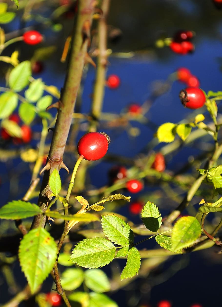 hip, flower, spring, colors, nature, fruit, food, food and drink HD wallpaper