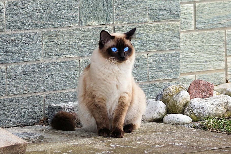 Himalayan cat sitting beside stones, siamese cat, fur, kitten