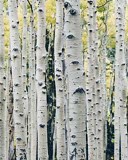 landscape photo of gray tree, gray trees, forest, birch tree HD wallpaper