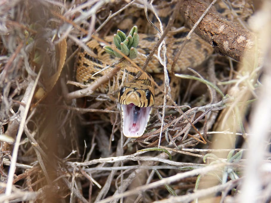 snake, threat, brown, mountain, plant, animal, animal themes HD wallpaper