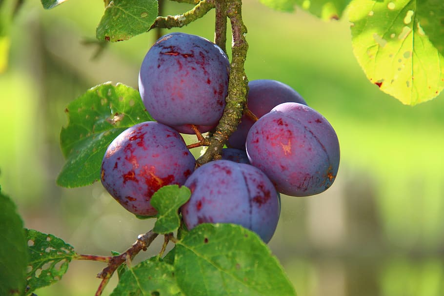 shallow focus photo of fruits, plums, ripe, delicious, vitamins