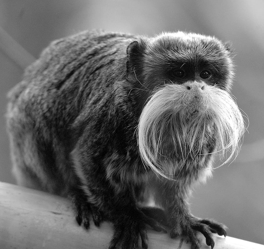 Monkey, Animal, Primate, one animal, animal themes, close-up HD wallpaper