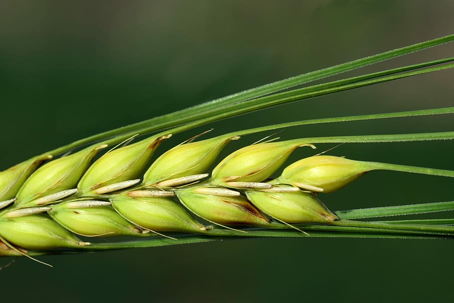 barley, close, cereals, ear, grain, agriculture, summer, nourishing barley HD wallpaper