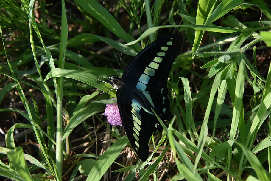 natural, butterfly, bug, insect, grass, black wings, plant HD wallpaper