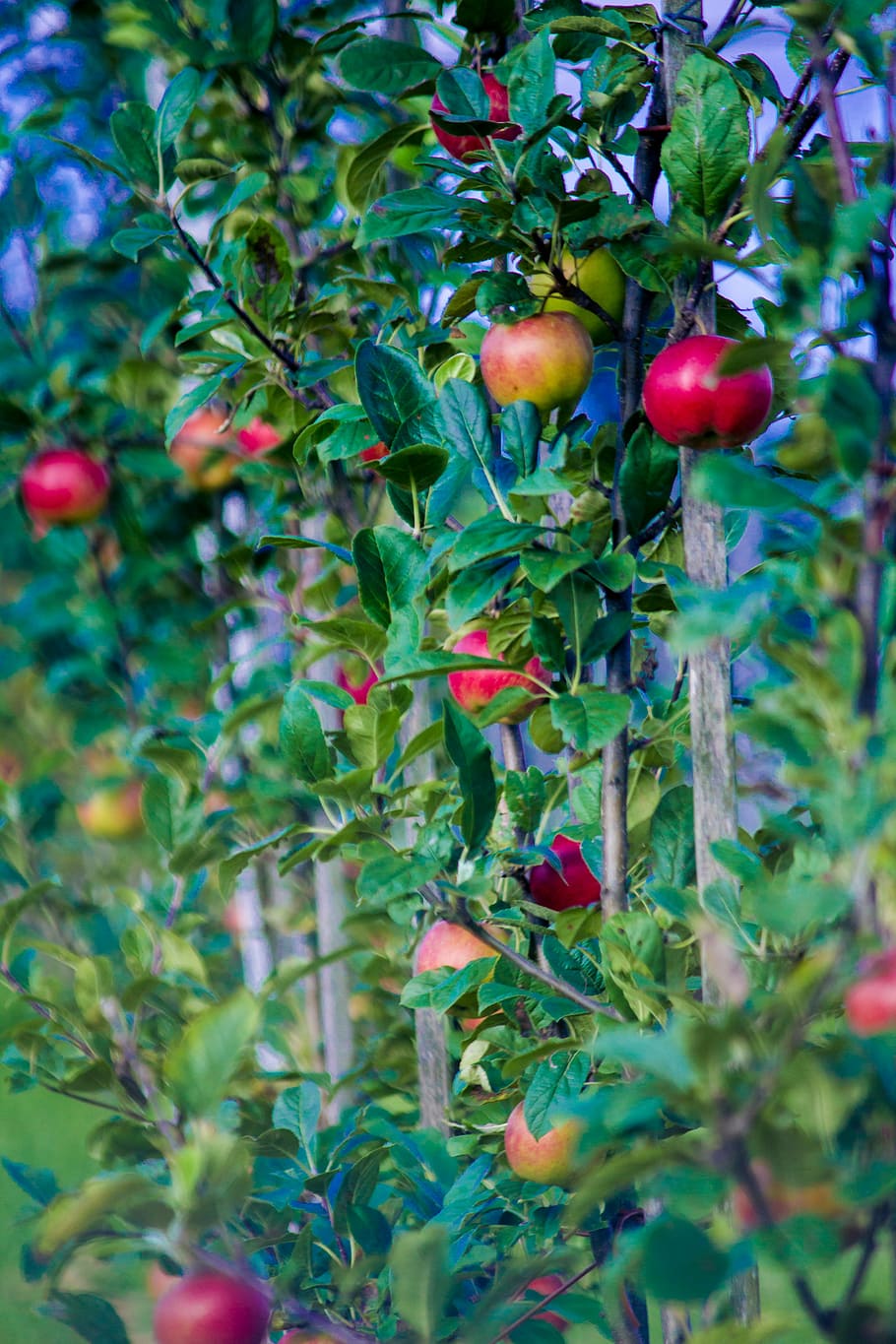 selective focus photography of apple tree, autumn, fruit, frisch, HD wallpaper