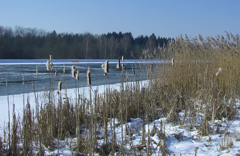 danube, winter, snow, ice, cattail, reed, reeds, cold temperature HD wallpaper