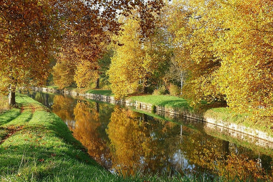 fall colors, tree, plant, water, autumn, change, nature, growth HD wallpaper