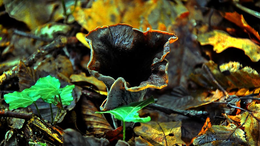 mushroom, forest, autumn, leaf, plant part, nature, close-up HD wallpaper