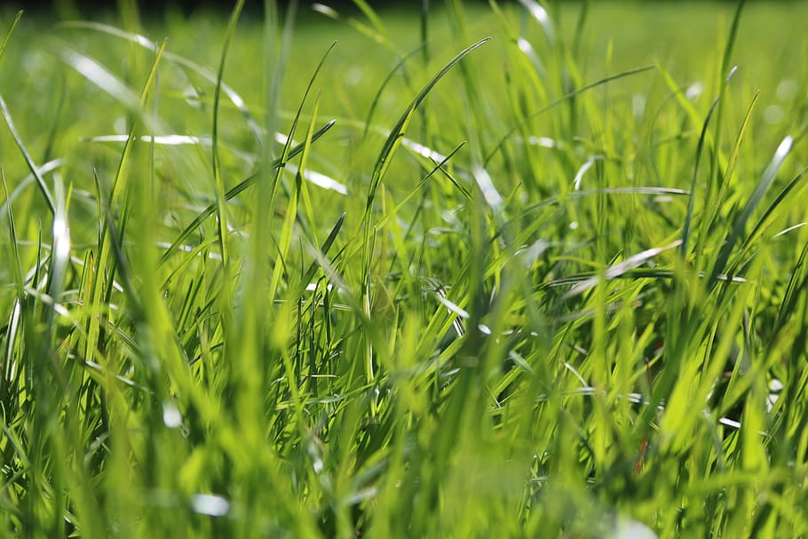 grass, green, spring, green grass, nature, plant, meadow, bright HD wallpaper