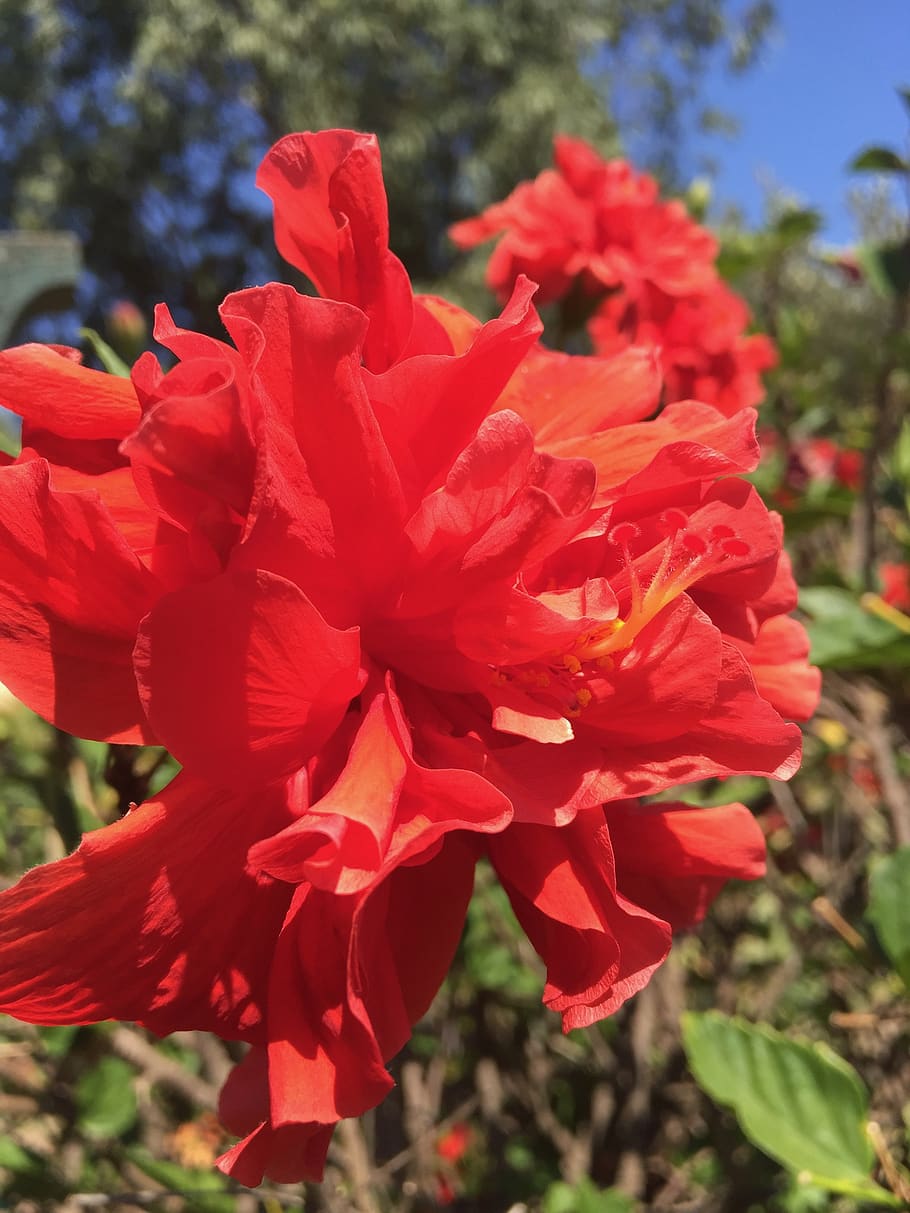 hybiscus, red, flower, nature, sky, summer, garden, flowering plant, HD wallpaper