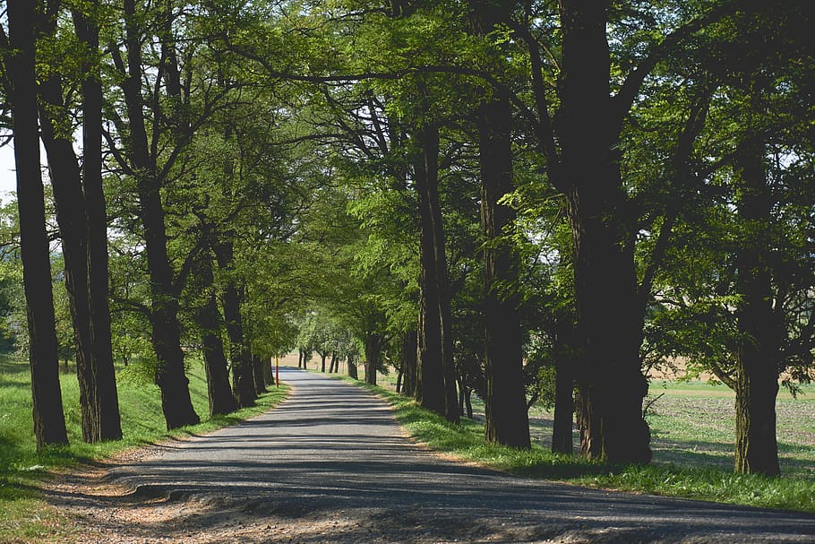 Empty Pathway Surrounded by Trees and Grass, environment, landscape HD wallpaper