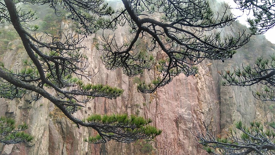 Huangshan, Scenery, Cloud, the scenery, tree, nature, no people HD wallpaper