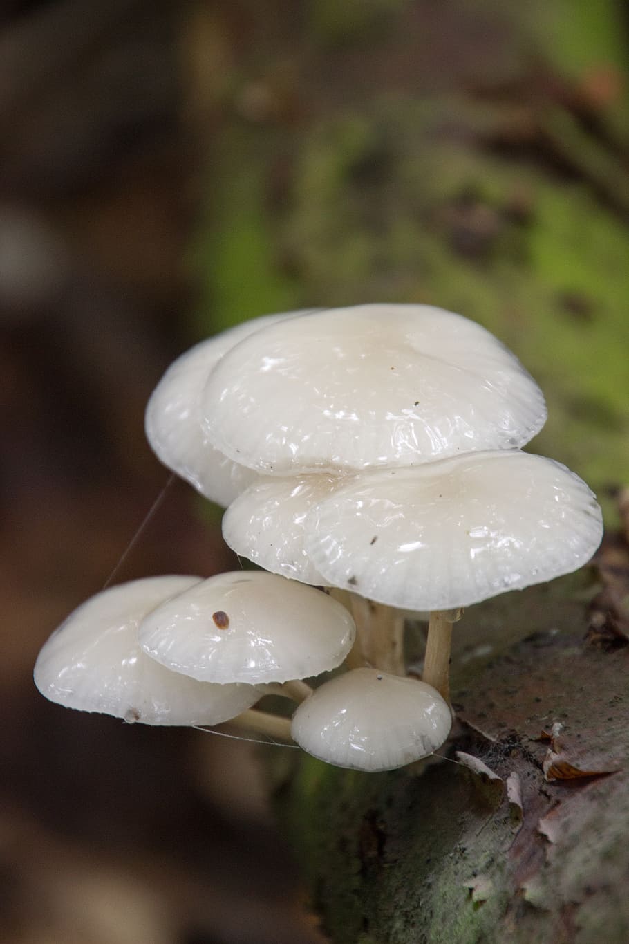 autumn, nature, mushroom, forest, close-up, fungus, focus on foreground HD wallpaper