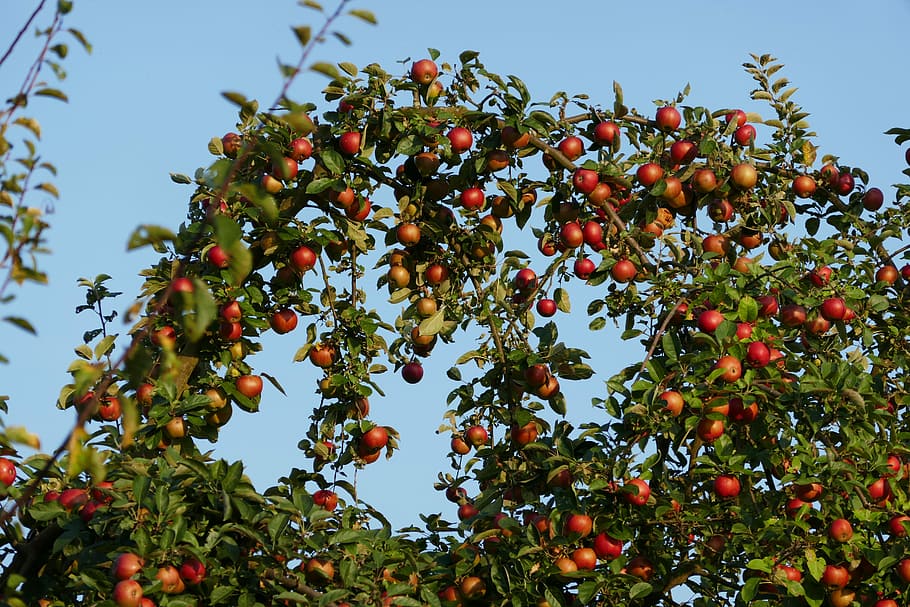 Apple Tree, Apple, Tree, Fruit, red, autumn, branch, harvest HD wallpaper