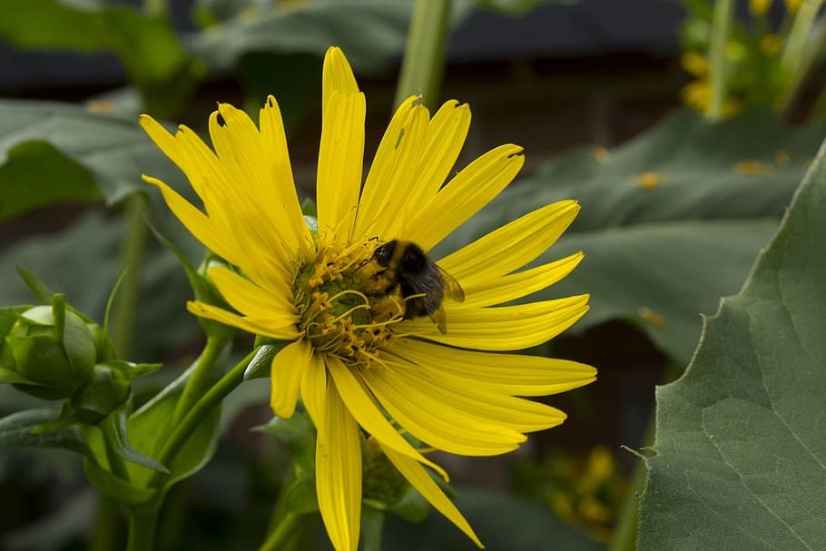 sun flower, bee, garden, nature, close, insect, yellow, blossom HD wallpaper
