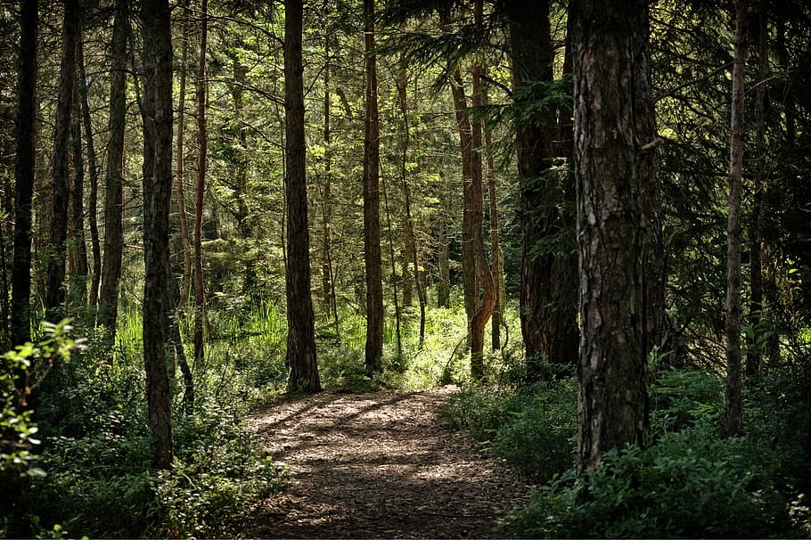 forest trail, pine forest, trees, pine family, nature, conifer HD wallpaper