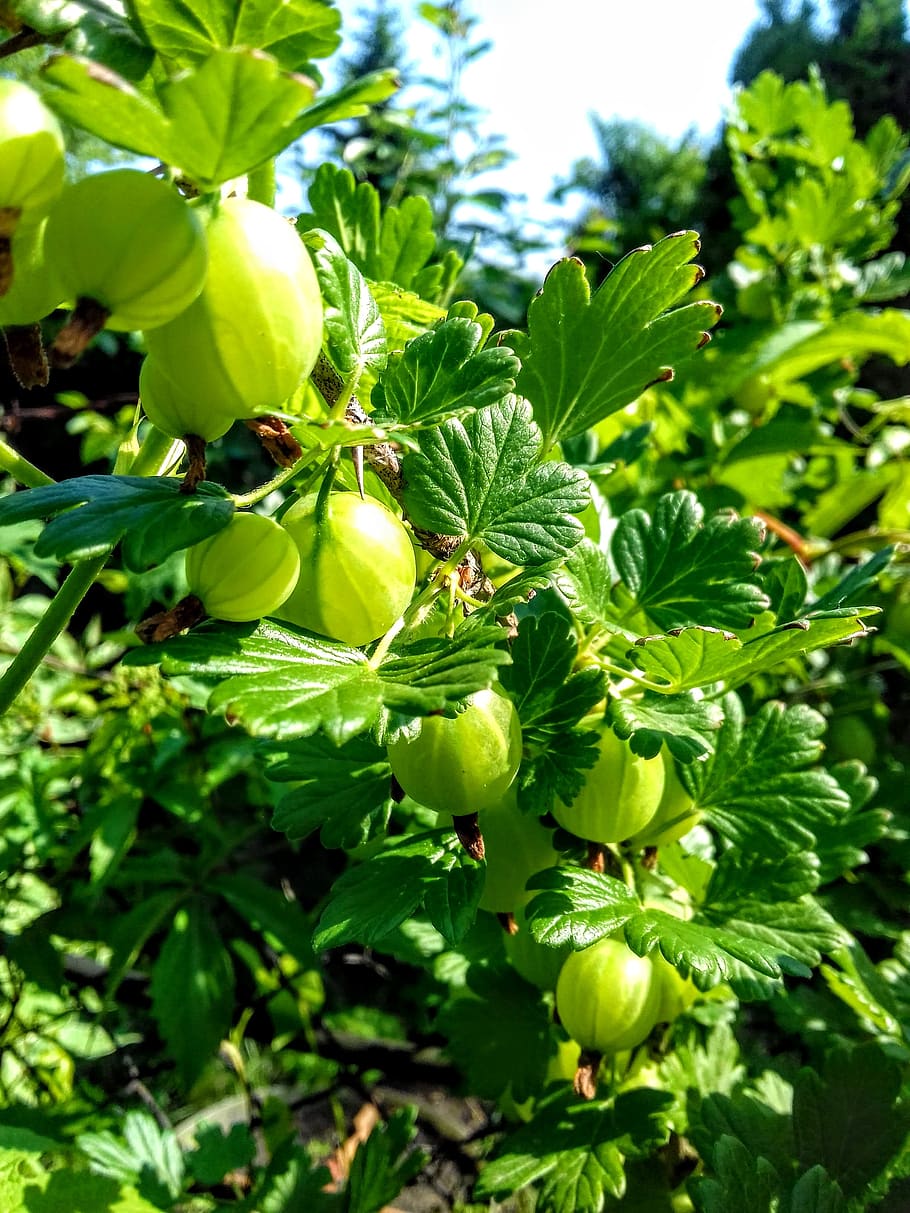 100+] Gooseberry Pictures | Wallpapers.com