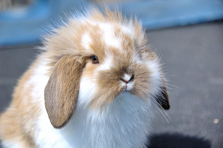 closeup photo of white and brown rabbit, flemish lop rabbit HD wallpaper