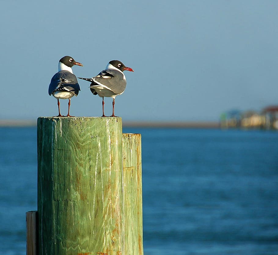 two gray-and-white birds on top of wood pillar, laughing gulls, HD wallpaper