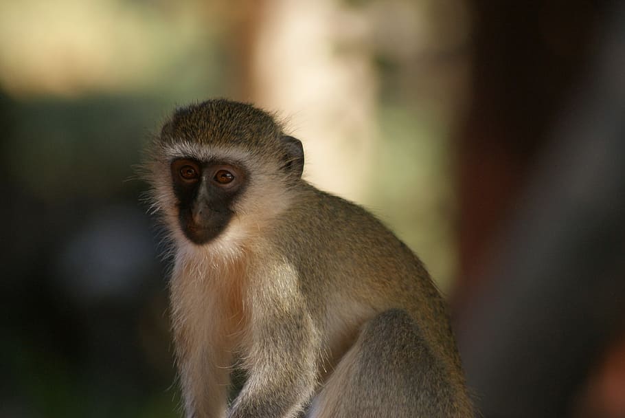 monkey, primate, animal world, mammal, animal wildlife, one animal HD wallpaper