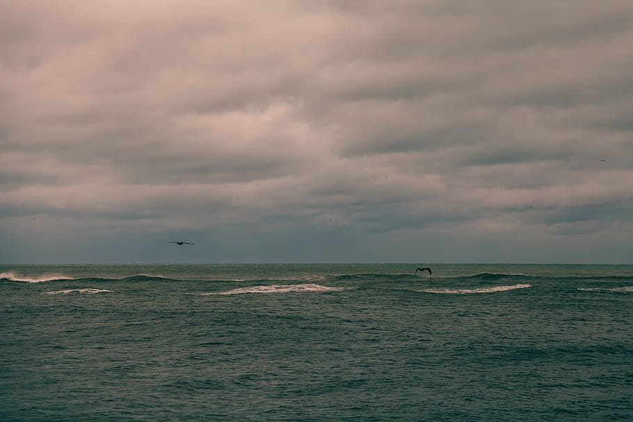 photograph of two bird flying over sea, landscape, birds, water HD wallpaper