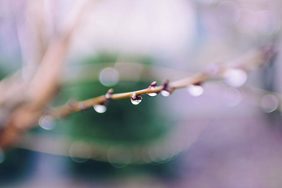 shallow focus photography of dewdrops, water, bokeh, blur, trees HD wallpaper