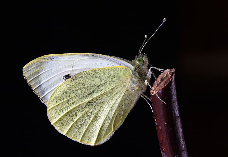 butterfly, close, mac, insect, nature, wing, antennae, summer HD wallpaper