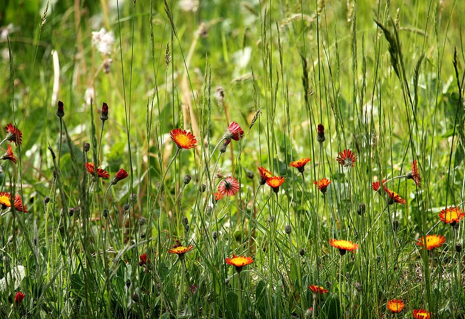 red flowers during daytime, pointed flower, grass, nature, grasses HD wallpaper