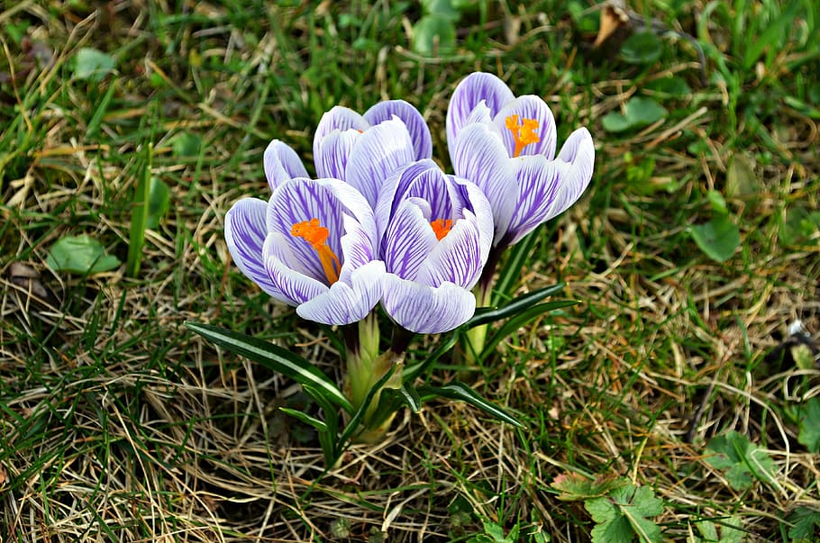 flowers, crocus, spring, nature, blooms, blooming, polyana HD wallpaper
