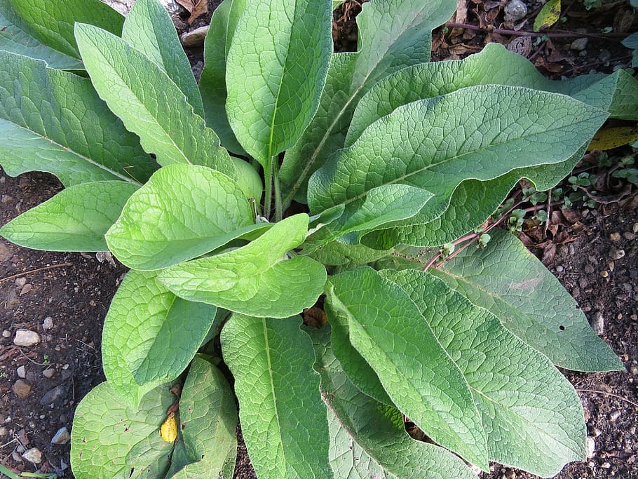 closeup photo of green leafed plant, comfrey, herbs, medicinal herbs HD wallpaper