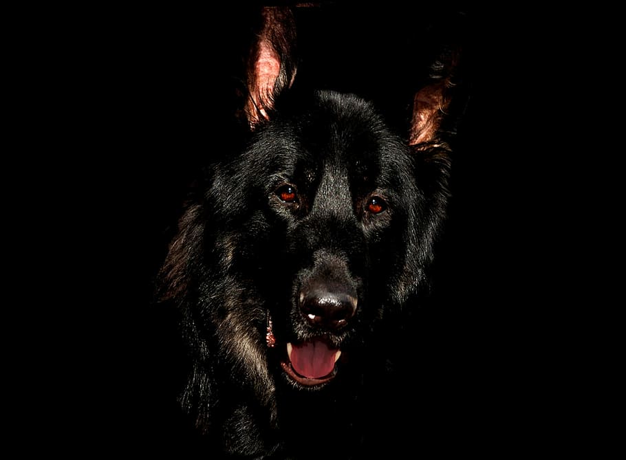 adult short-coated black dog in black background, alsatian, eyes, HD wallpaper