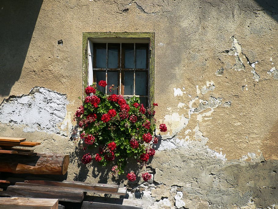 geranium, window, flower, plant, built structure, building exterior HD wallpaper