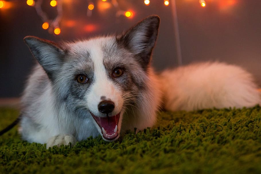 white and gray fox, beasts, animals, fluffy, mouth, pets, one animal HD wallpaper