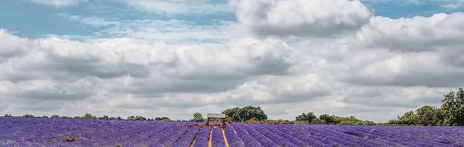 lavender field, fields, m, purple, violet, natural, summer HD wallpaper